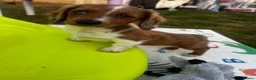 Dachshund dogs for sale: long haired dashaund - Advert 4