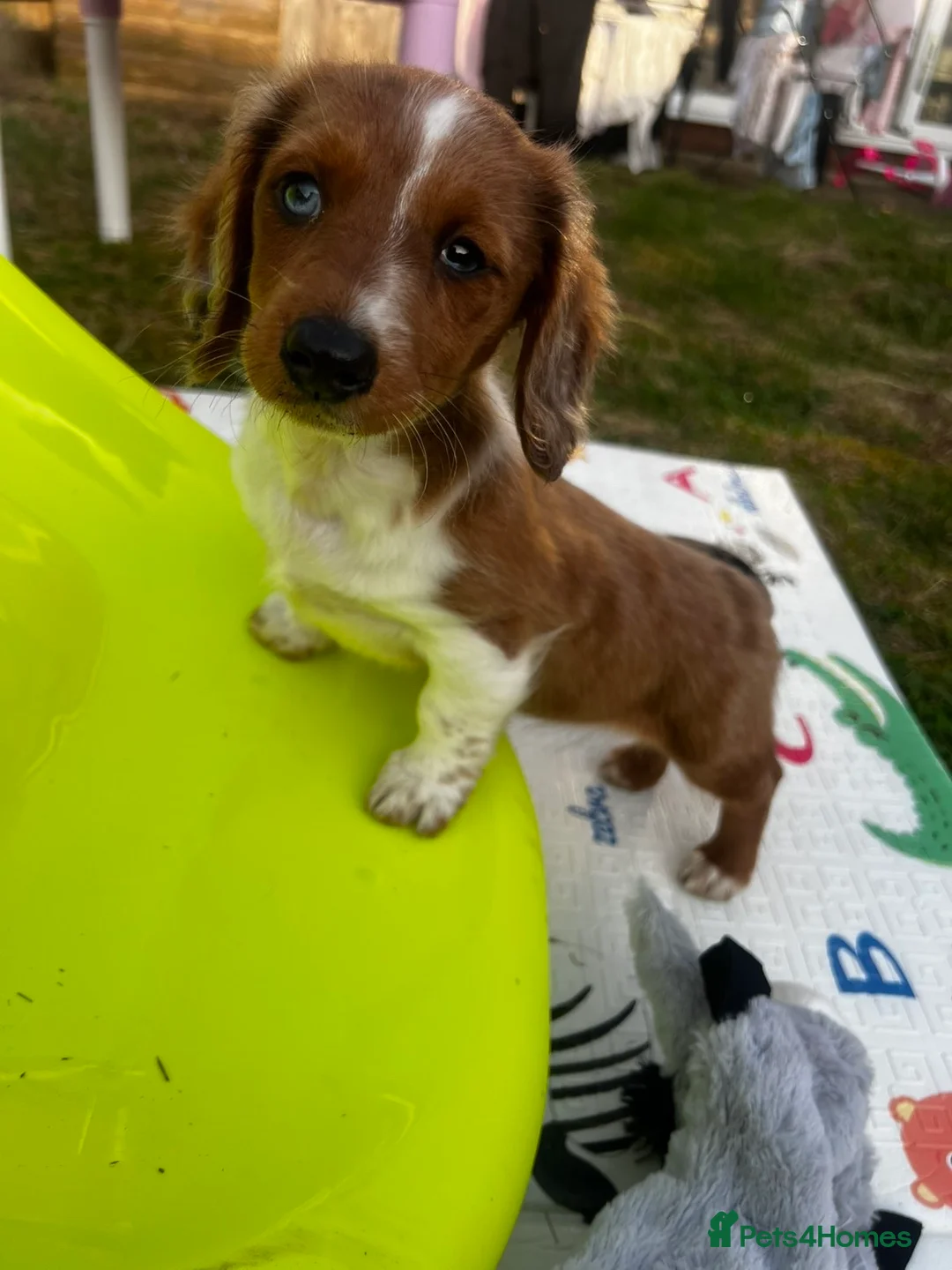Dachshund dogs for sale: long haired dashaund - Advert 4