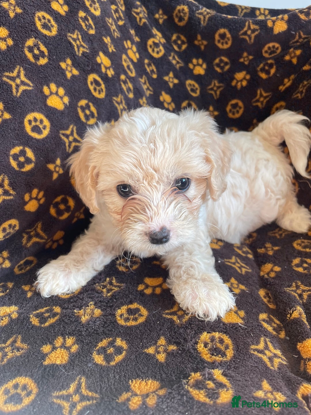 Mixed Breed dogs for sale: COTON DE TULEARS READY FOR THEIR FOREVER HOMES - Image 2