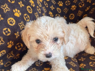 Mixed Breed dogs - Advert 1
