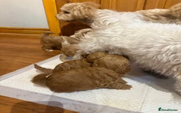 Maltipoo dogs for sale: Real life teddy bear f1 Maltipoos ❤️💥 - Image 18
