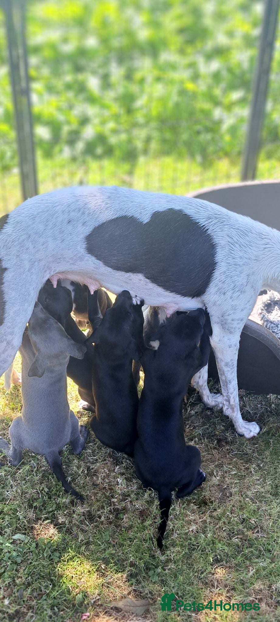 Whippet dogs Whippet puppies, Blues & blacks with white trim  - Advert 2