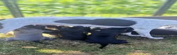 Whippet dogs for sale: Rimrock Whippets - Advert 7