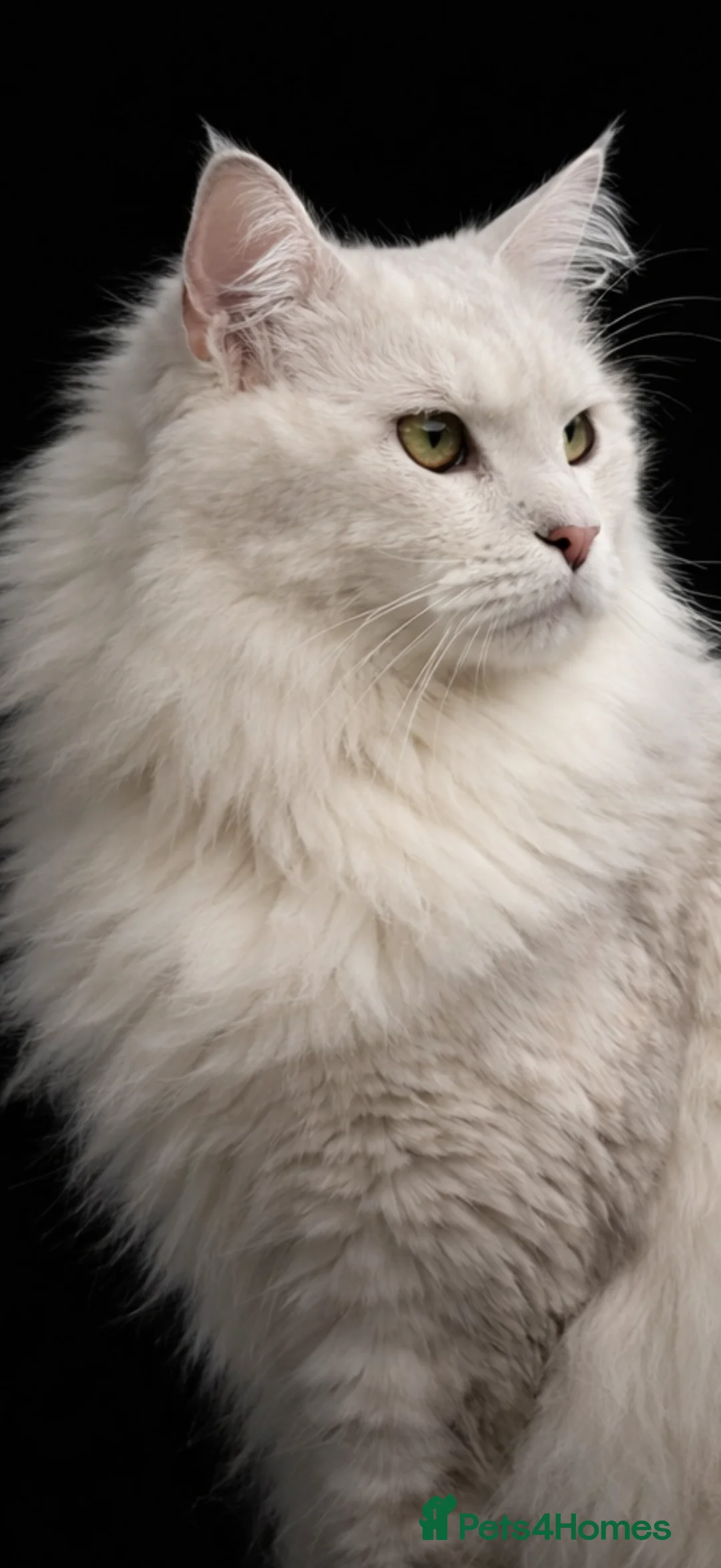 Maine Coon cats for stud: Blue silver shaded Maine coon - Advert 4