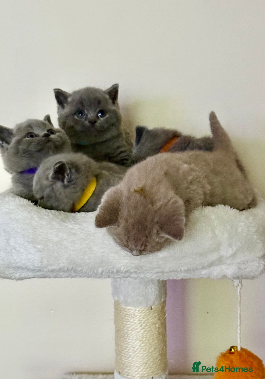 British Shorthair cats for sale: british shorthair kittens  - Advert 27