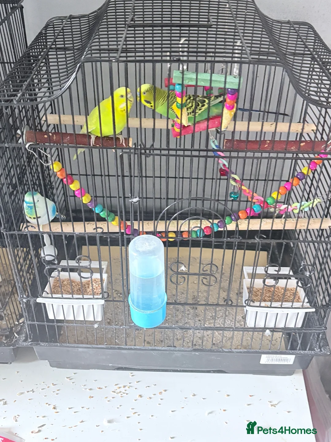 Budgerigars birds for sale: 2 budgies and the cage toys water bottle and food  - Advert 2