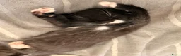 Mixed Breed cats for sale: Two gorgeous kittens looking for 🏡 in Seaham - Advert 2