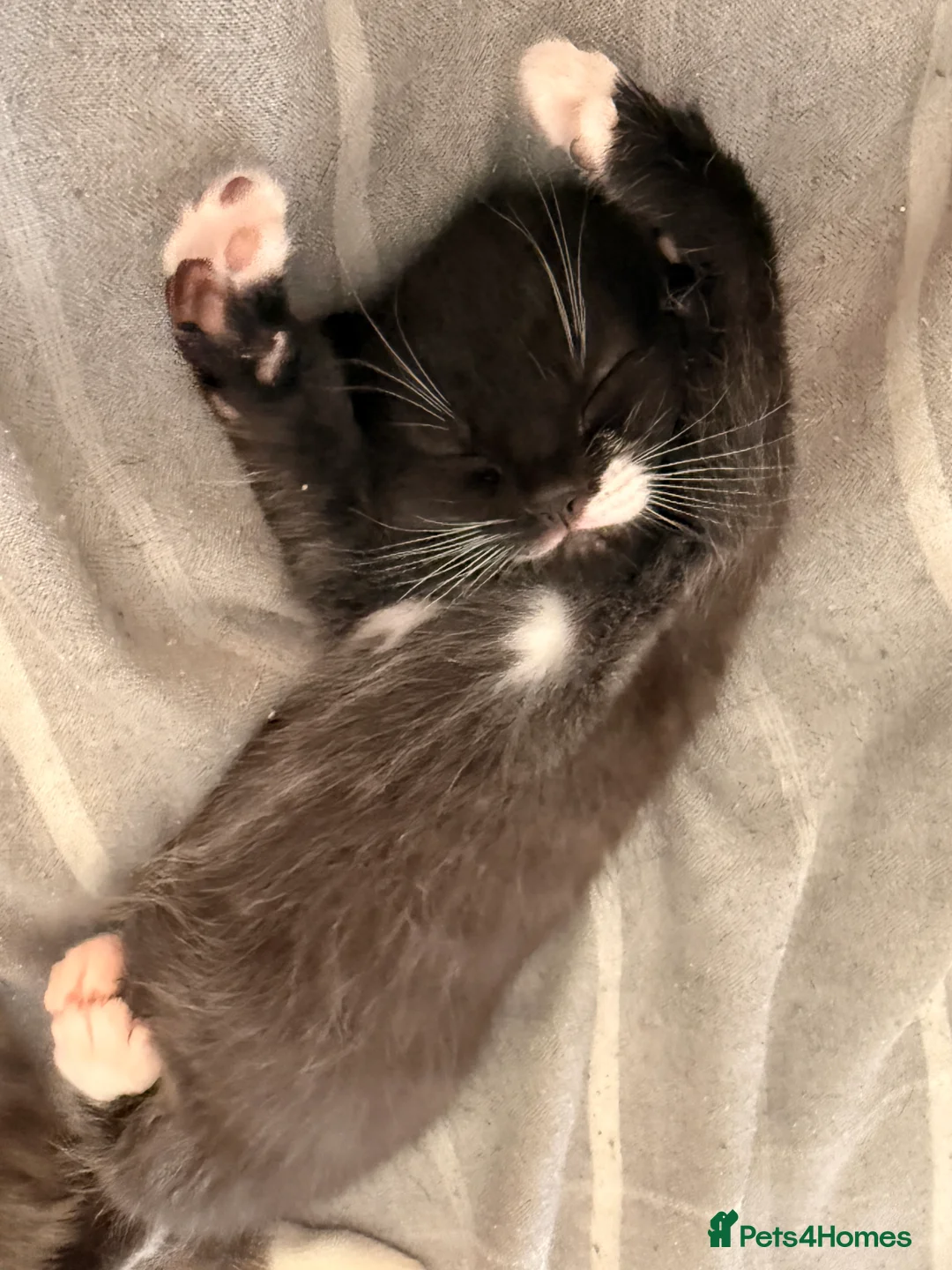 Mixed Breed cats for sale: Two gorgeous kittens looking for 🏡 in Seaham - Advert 2