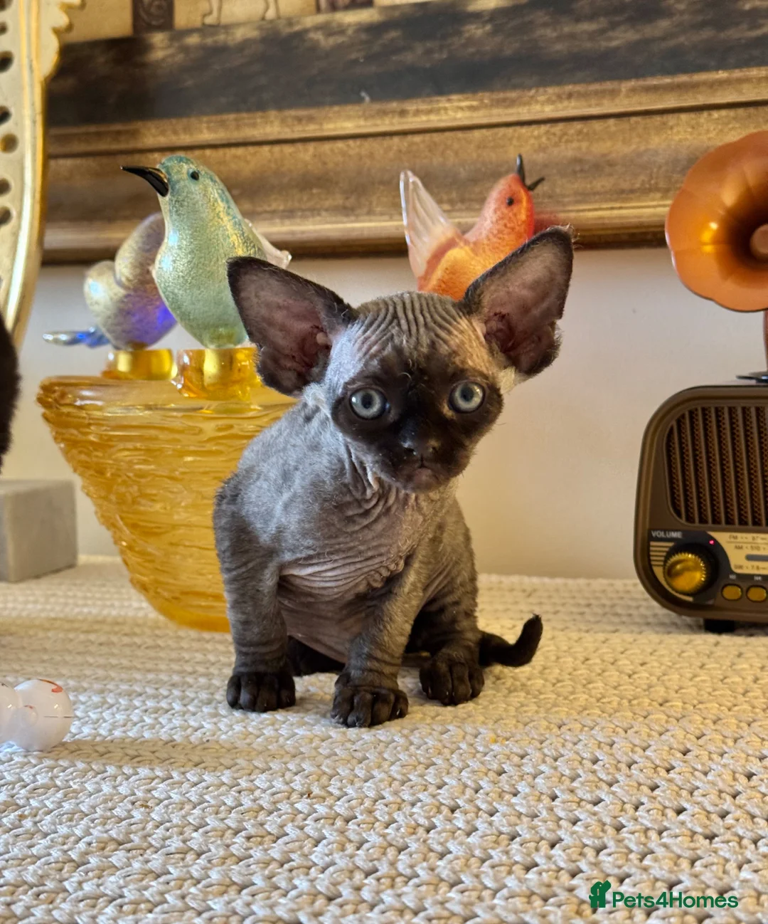 Devon Rex cats for sale: Stunning Devon Rex Babies  - Advert 1