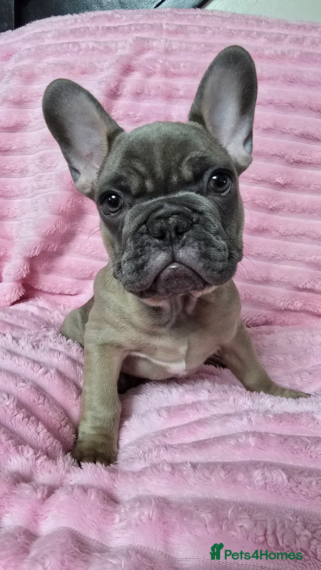 French Bulldog dogs for sale:  french bulldog puppies ( ready now )  - Advert 3