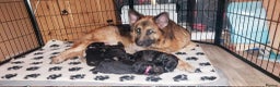 German Shepherd dogs for sale: German shepherd  - Advert 15