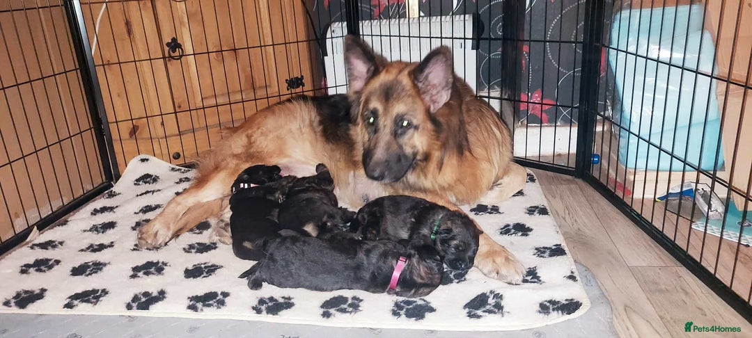 German Shepherd dogs for sale: German shepherd  - Advert 15