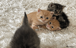 Mixed Breed cats for sale: 4Adorable Longhair Kittens-ready late Sep - Image 3