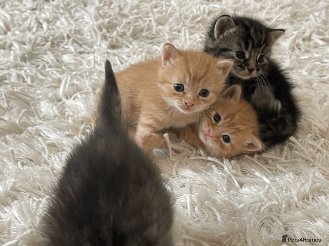Mixed Breed cats for sale: 4Adorable Longhair Kittens-ready late Sep - Image 3