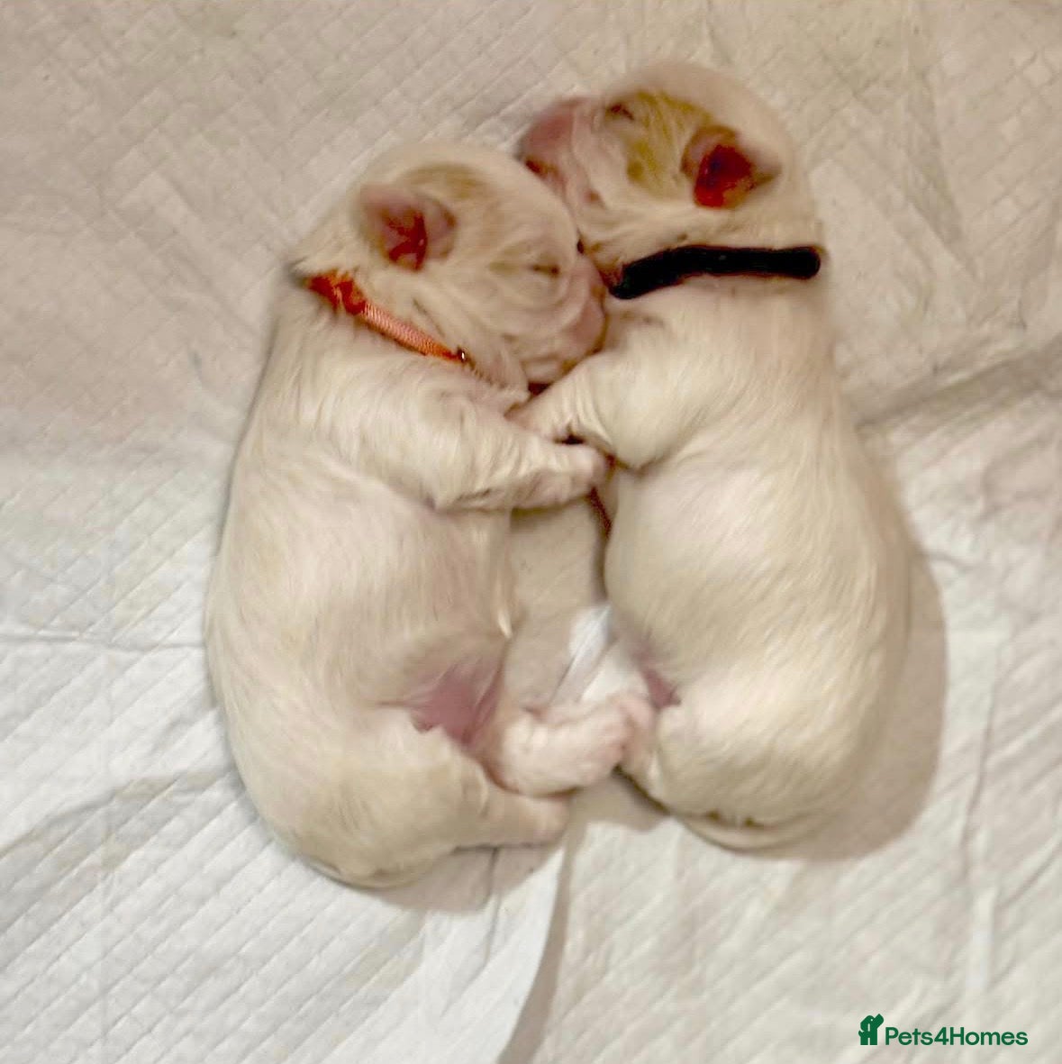 Malshi dogs 🐶 Adorable Maltese–Shih Tzu Puppies for Sale - Advert 2