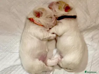 Malshi dogs 🐶 Adorable Maltese–Shih Tzu Puppies for Sale - Advert 2