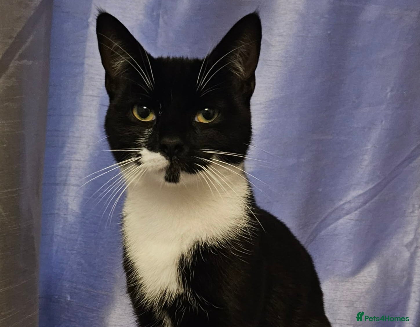 Mixed Breed cats Sox is looking for a forever home - Advert 2