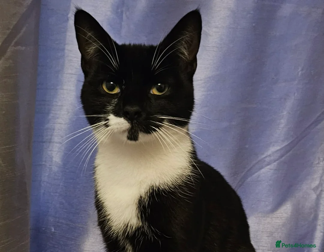 Mixed Breed cats for sale: Sox is looking for a forever home in Coalville - Advert 1