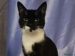 Mixed Breed cats Sox is looking for a forever home - Advert 2