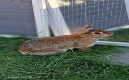 Netherland Dwarf rabbits for sale: Various Netherland Dwarfs available from £20 - Image 7