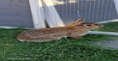 Netherland Dwarf rabbits - Advert 8