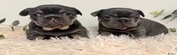 French Bulldog dogs for sale: Beautiful KC Registered French Bulldog Boys  - Advert 17