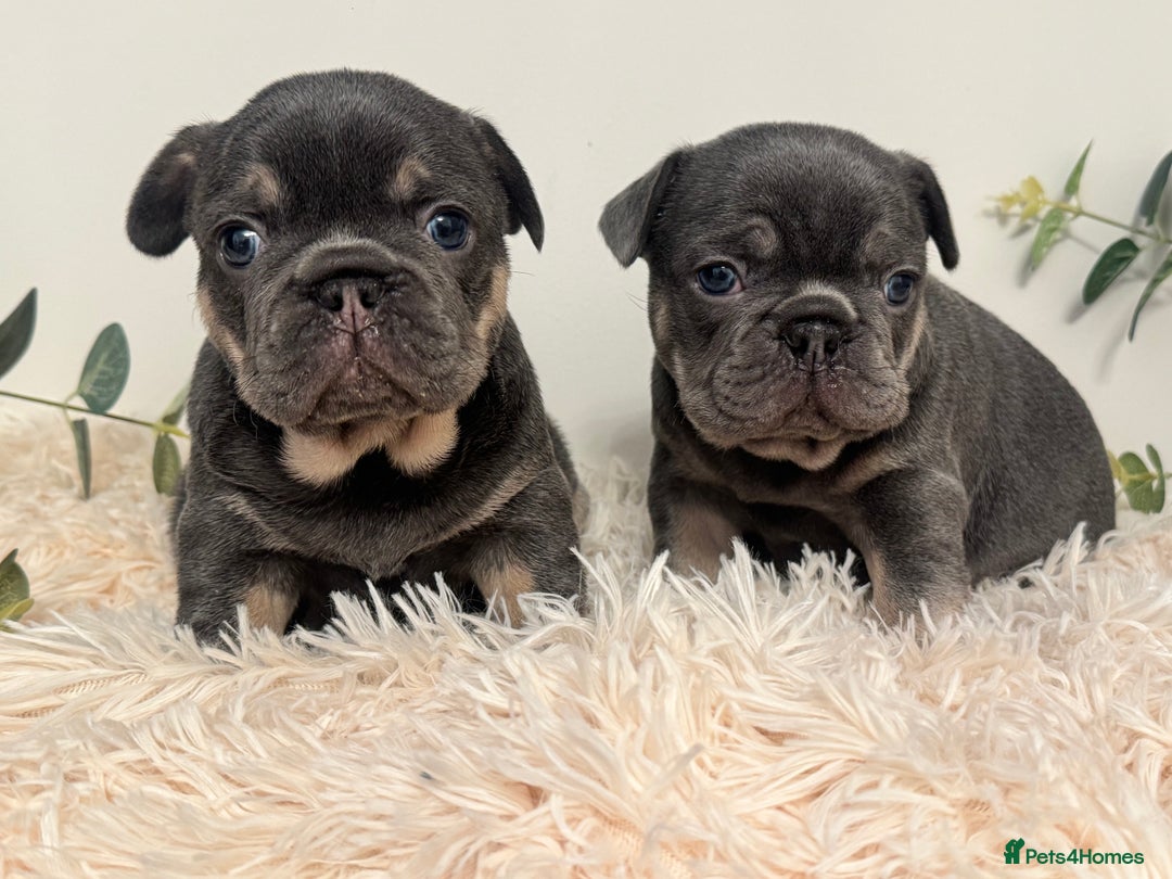 French Bulldog dogs for sale: Beautiful KC Registered French Bulldog Boys  - Advert 17