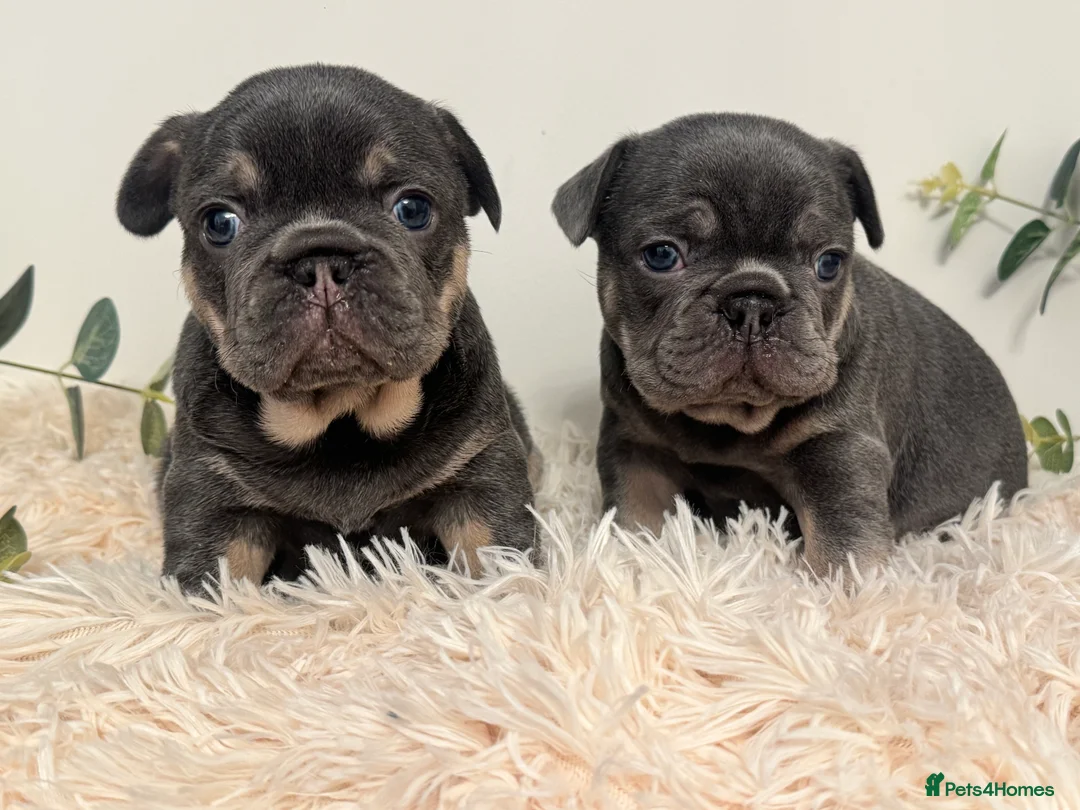 French Bulldog dogs for sale: Beautiful KC Registered French Bulldog Boys  - Advert 17