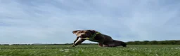 Mixed Breed dogs for sale: Bowen- Staffy x Lab - Advert 15