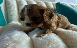 Cavalier King Charles Spaniel dogs for sale: Fully Health tested Cavalier King Charles Puppies  - Image 16
