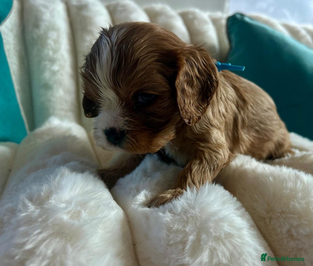 Cavalier King Charles Spaniel dogs for sale: Fully Health tested Cavalier King Charles Puppies  - Image 16