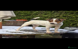 Jack Russell dogs for sale: Jack russel terrier dog - Image 1