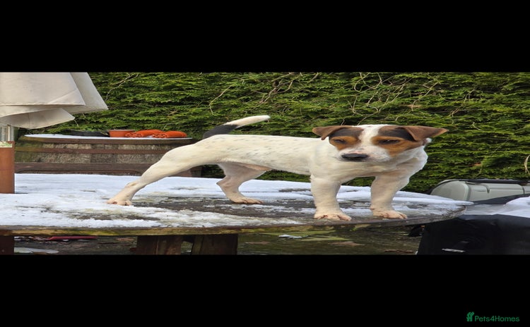 Jack Russell dogs - Advert 2