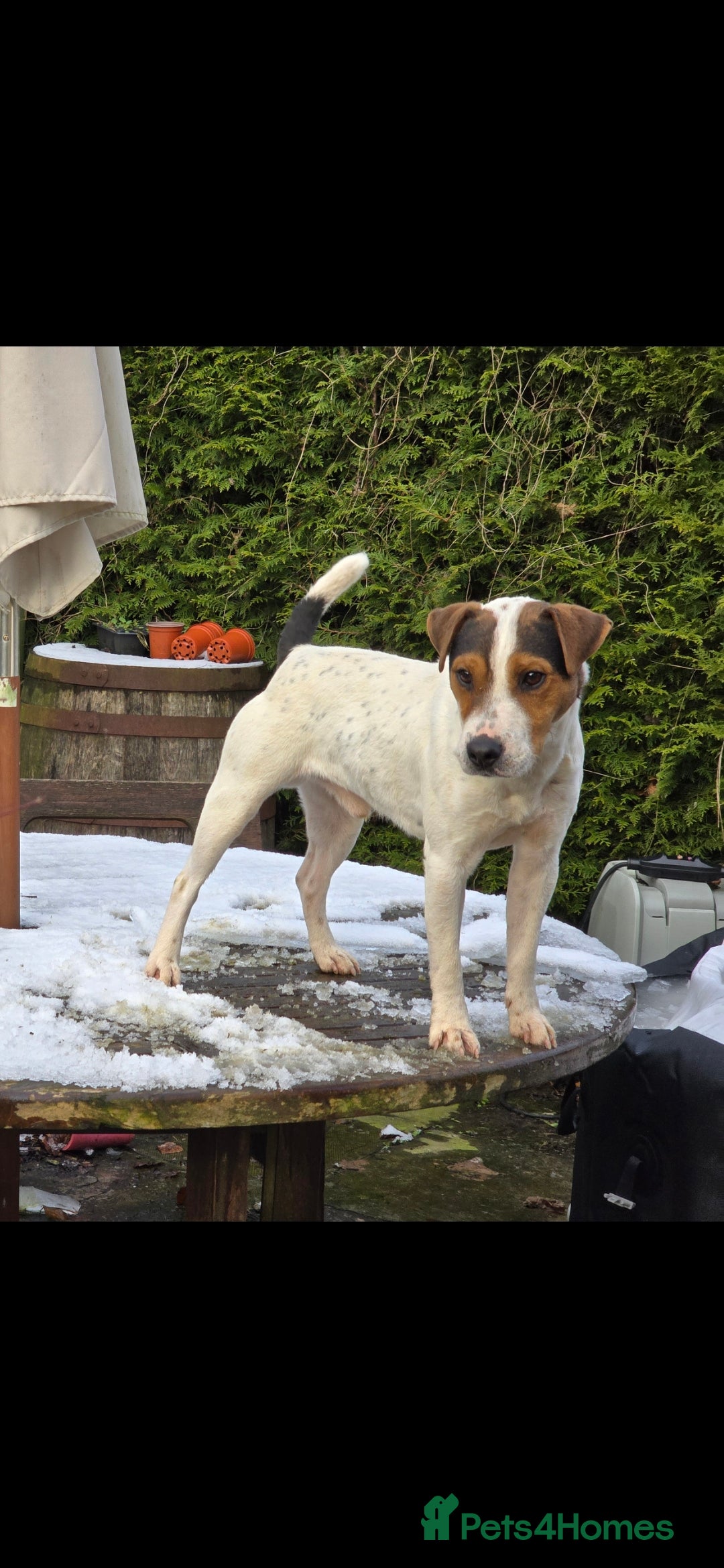 Jack Russell dogs for sale: Jack russel terrier dog - Image 1