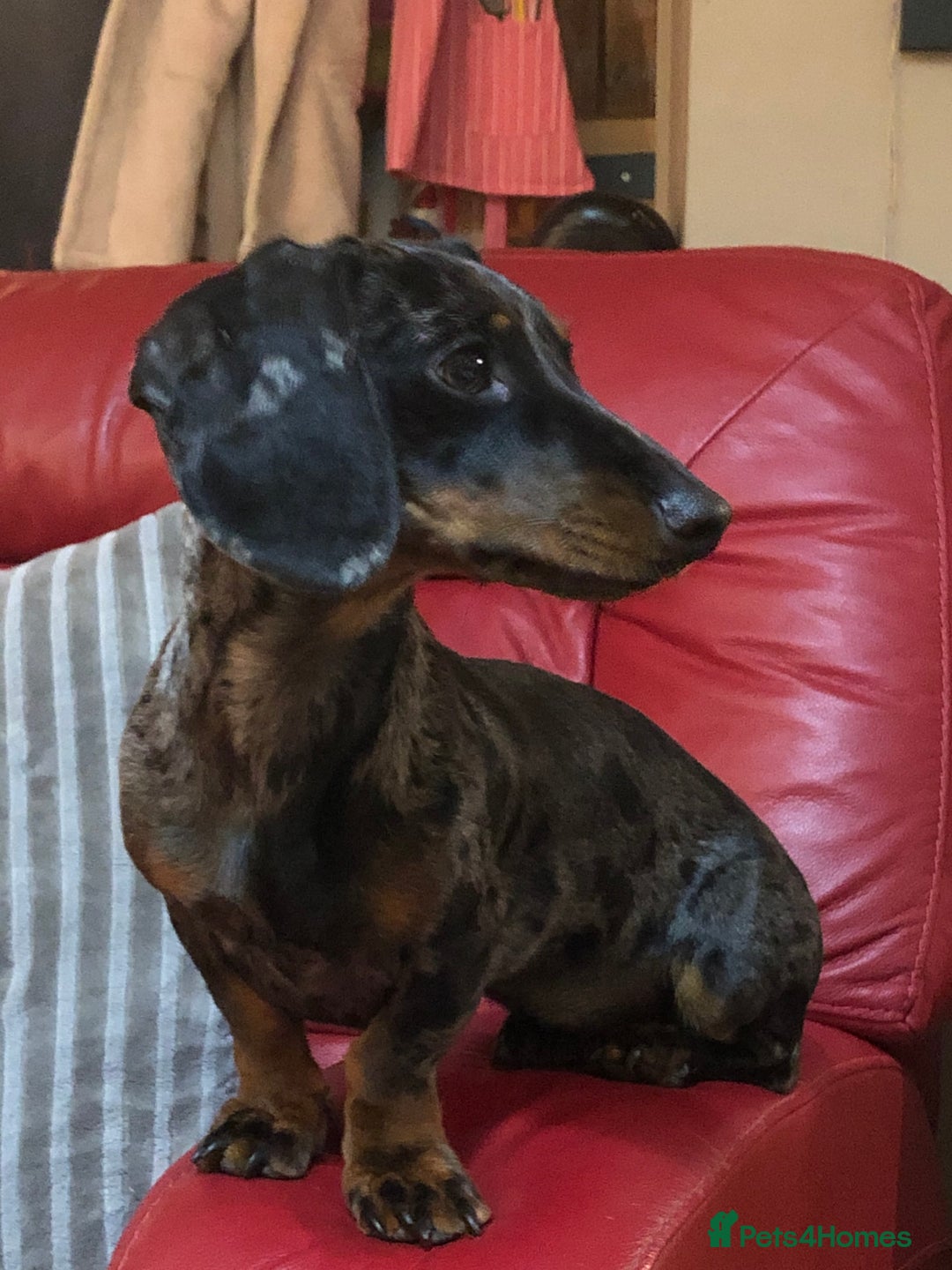 Miniature Dachshund dogs for sale: Miniature dachshund  - Image 6