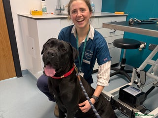 Cane Corso dogs Imported bloodline Pure Cane Corso puppies - Advert 1