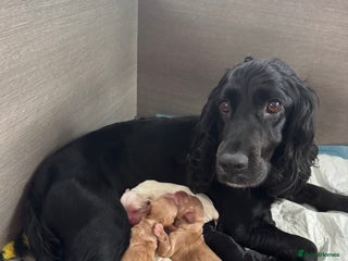 Cocker Spaniel dogs - Advert 19