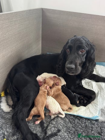 Cocker Spaniel dogs - Advert 5