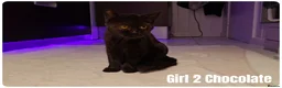 Scottish Fold cats for sale: 🐾 Beautiful Scottish Fold & British Shorthair - Advert 12