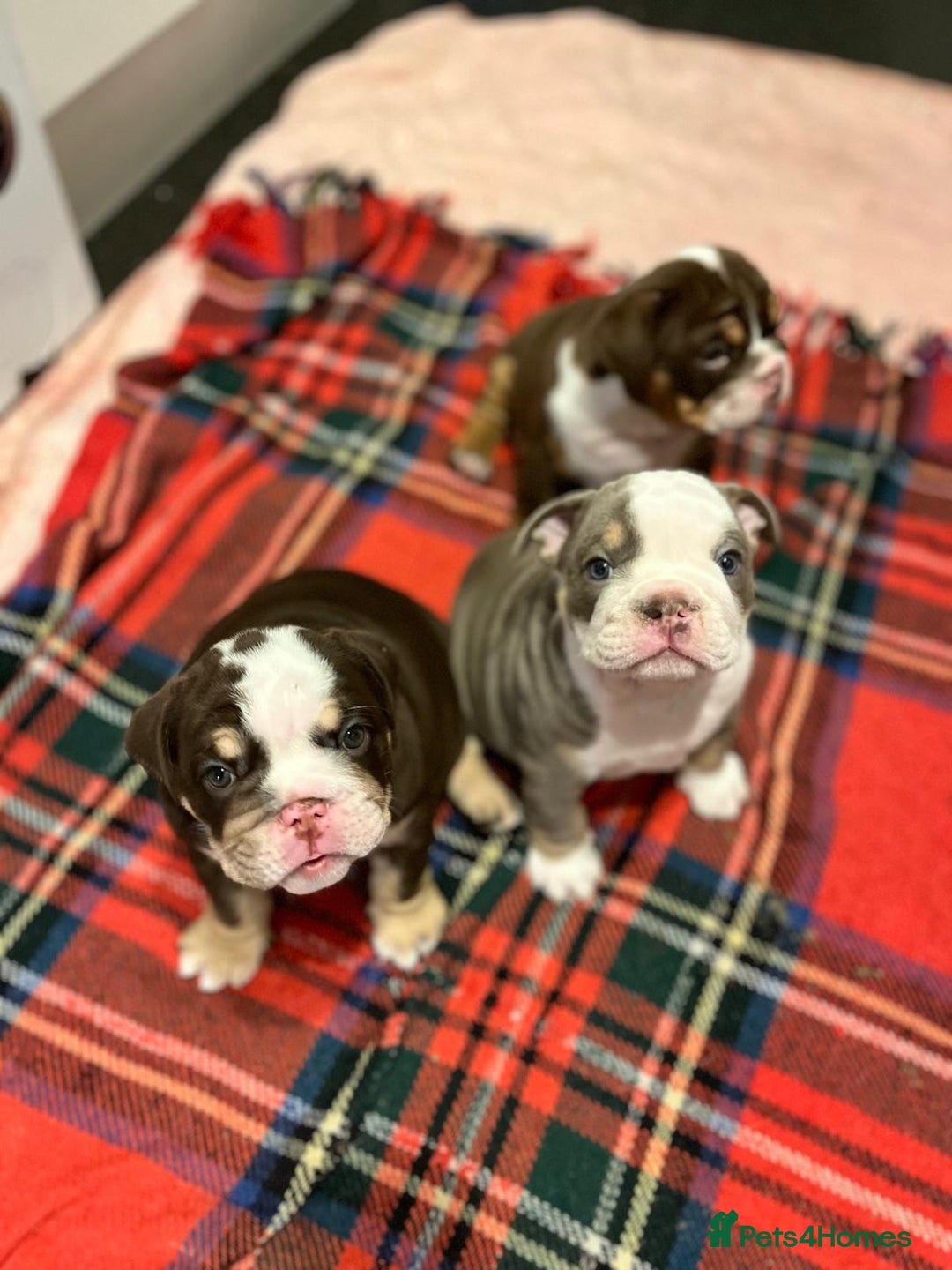 English Bulldog dogs for sale: Beautiful British bulldog pups  - Image 2