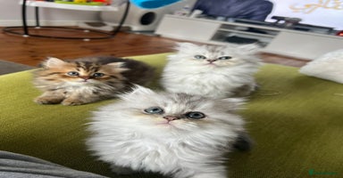 Persian cats - Advert 4