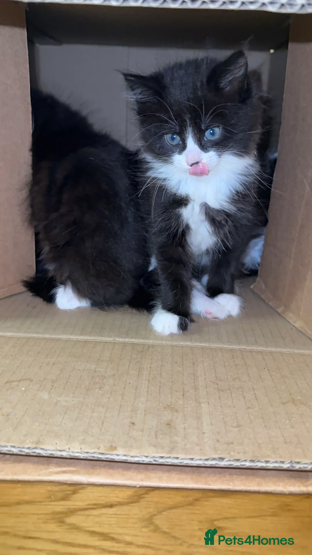 Mixed Breed cats for sale: 4 Beautiful Tuxedo Kittens (3 Long haired) <3 - Advert 2