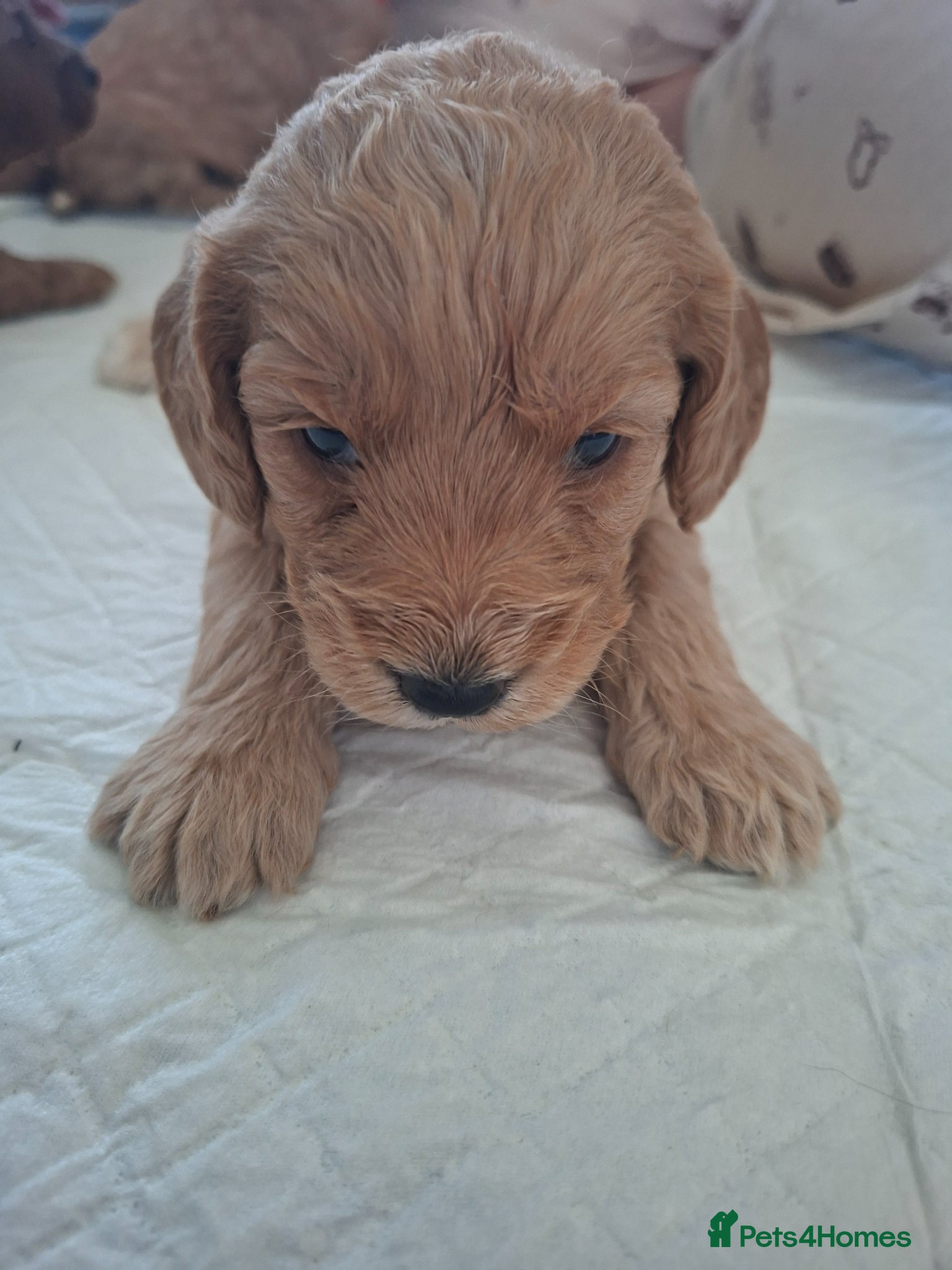 Cockapoo dogs 1 girl remaining - Advert 2