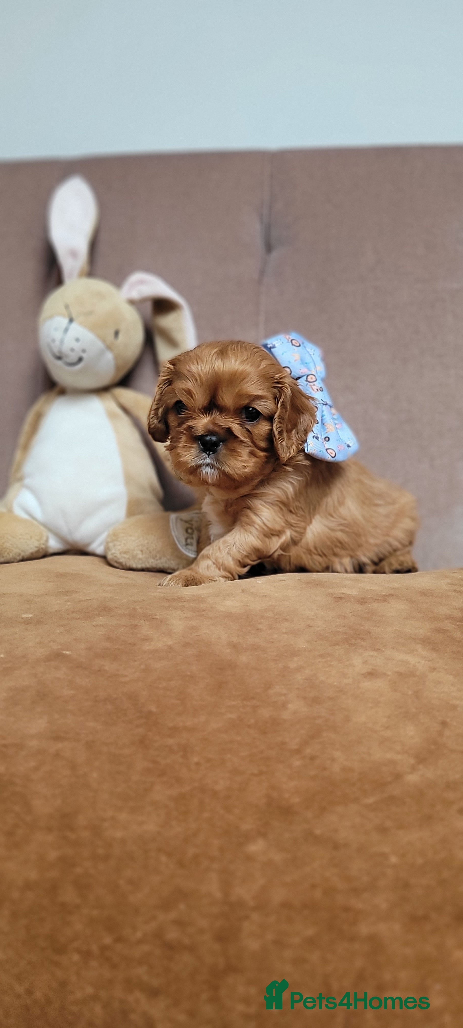 Cavalier King Charles Spaniel dogs for sale: StunningPuppiesChampBloodline–HealthTestedParent - Advert 2