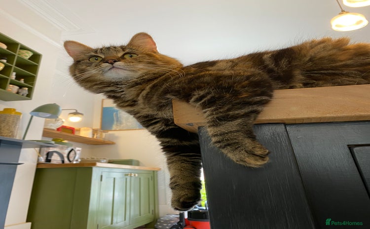 Mixed Breed cats Stella the cat in Leamington Spa - Advert 11