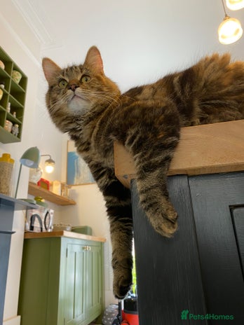 Mixed Breed cats Stella the cat in Leamington Spa - Advert 1