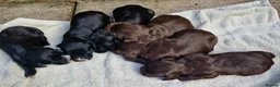 Cocker Spaniel dogs for sale: 6 STUNNING KC REGISTERED COCKER SPANIEL PUPPIES  - Advert 18