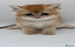 British Shorthair cats for sale: GCCF BSH BY12 GOLDEN CHOCOLATE KITTENS  - Image 7