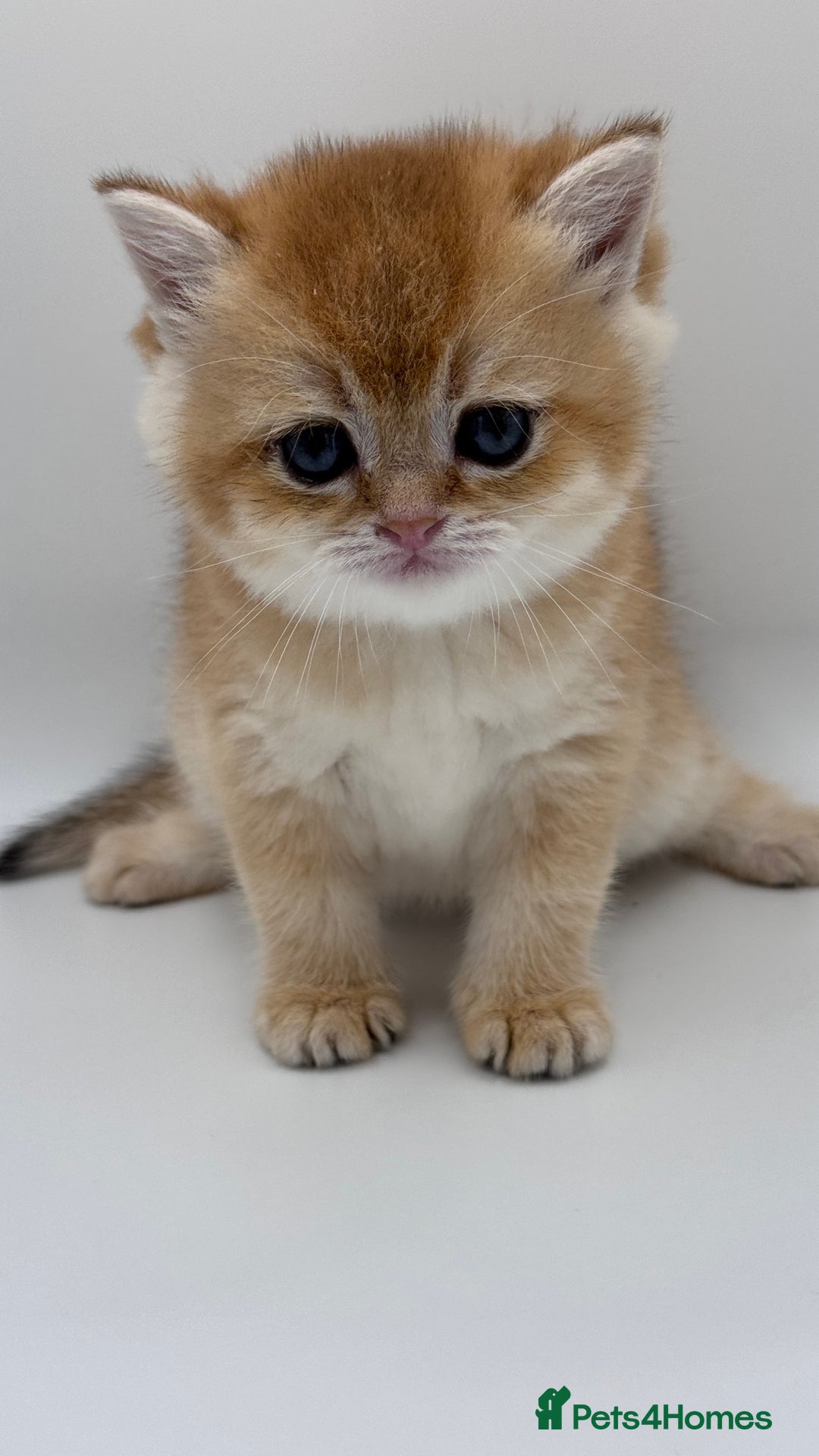 British Shorthair cats for sale: GCCF BSH BY12 GOLDEN CHOCOLATE KITTENS  - Image 7