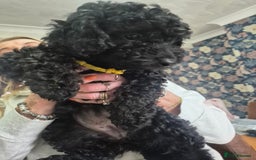 Sproodle dogs for sale: Beautiful Sproodles 1 black girl&1 chocolate boy - Image 5